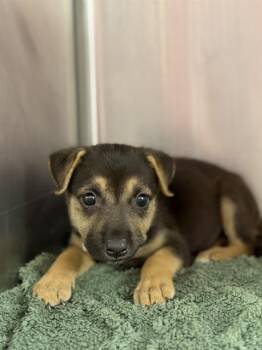 PICKLES -  German Shepherd Dog and Mixed Breed Dog for Adoption in Houston, Texas - PICKLES | PetCurious