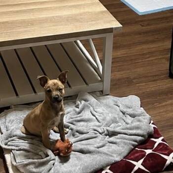 Plankton 26-0464 -  Mixed Breed Dog for Adoption in Yanceyville, North Carolina - Plankton 26-0464 | PetCurious