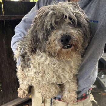 Rescue Maltese and Poodle Dogs for Adoption in Sonoma, California - Abu | PetCurious