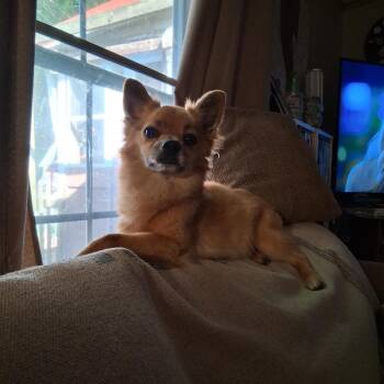 ChiChi -  Chihuahua and Pomeranian Dog for Adoption in Durham, North Carolina - ChiChi | PetCurious