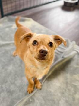 Jace -  Chihuahua Dog for Adoption in Severance, Colorado - Jace | PetCurious