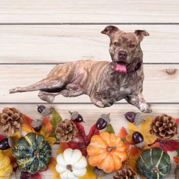 Rescue Mixed Breed Dogs for Adoption in Walker, Michigan - Timberland | PetCurious