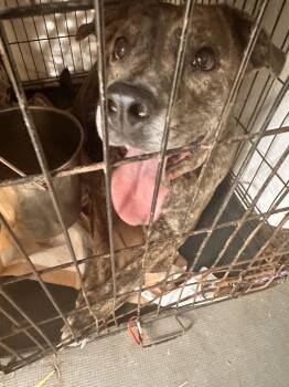 Kingston: Adopt or Forever Foster -  Pit Bull Terrier and Plott Hound Dog for Adoption in Rochester, New York - Kingston: Adopt Or Forever Foster | PetCurious