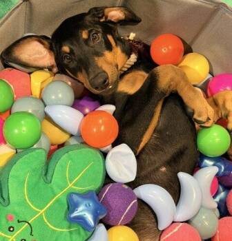 Evie -  Doberman Pinscher Dog for Adoption in Henderson, Nevada - Evie | PetCurious