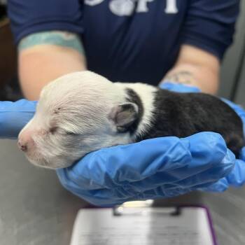 Stevie -  Mixed Breed Dog for Adoption in Summerville, South Carolina - Stevie | PetCurious