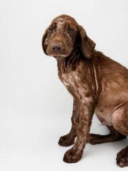 Scooter -  Labrador Retriever and Mixed Breed Dog for Adoption in Bowling Green, Kentucky - Scooter | PetCurious
