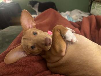 Sassy -  Chihuahua and Dachshund Dog for Adoption in Marion, Texas - Sassy | PetCurious