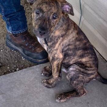 Mickey -  Mixed Breed Dog for Adoption in Saint Marys, Pennsylvania - Mickey | PetCurious