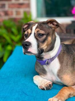 Bonita -  Mixed Breed Dog for Adoption in Chickasha, Oklahoma - Bonita | PetCurious