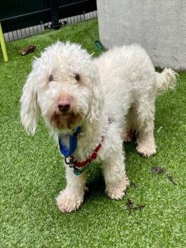 Poodle Dogs Available for Adoption in San Francisco, California - MUPSY | PetCurious