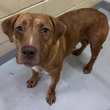Lala -  Labrador Retriever Dog for Adoption in Lufkin, Texas - Lala | PetCurious