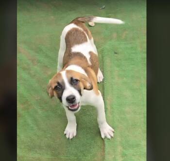Hound Dogs Available for Adoption in Uxbridge, Massachusetts - Zinnia | PetCurious