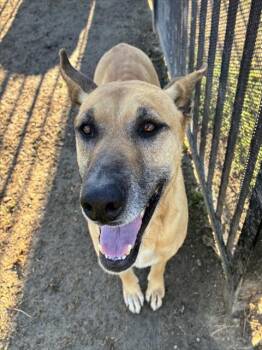 German Shepherd Dog and Mixed Breed Dogs Available for Adoption - JOANNA APPLESEED | PetCurious