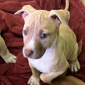 Pit Bull Terrier and Mixed Breed Dogs Available for Adoption in Nashville, Tennessee - Sierra | PetCurious