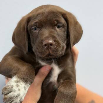 Stephon -  Great Pyrenees and Labrador Retriever Dog Available for Adoption in Idaho Falls, Idaho - Stephon | PetCurious
