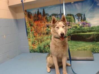A552305 -  Siberian Husky Dog for Adoption in Moreno Valley, California - A552305 | PetCurious