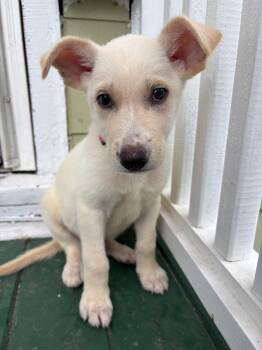 Kermit -  Labrador Retriever Dog for Adoption in Hillside, Illinois - Kermit | PetCurious