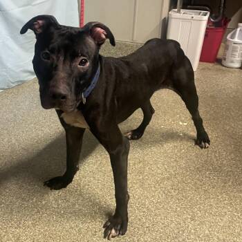 IVHS-Stray-142907 -  Pit Bull Terrier Dog for Adoption in San Gabriel, California - IVHS-Stray-142907 | PetCurious