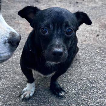 Papa Squat -  Chihuahua and Dachshund Dog for Adoption in Prospect, Kentucky - Papa Squat | PetCurious