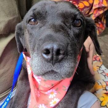 Blackie -  Black Labrador Retriever Dog for Adoption in Woolwich, Maine - Blackie | PetCurious