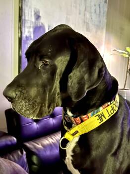 Great Dane Dogs Available for Adoption in Pensacola, Florida - Deuce | PetCurious