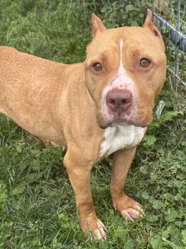 Hope -  American Bully Dog for Adoption in Anderson, Indiana - Hope | PetCurious
