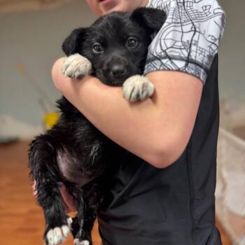 Mixed Breed Dogs Available for Adoption - Double Dew Pup_2_3_4 | PetCurious