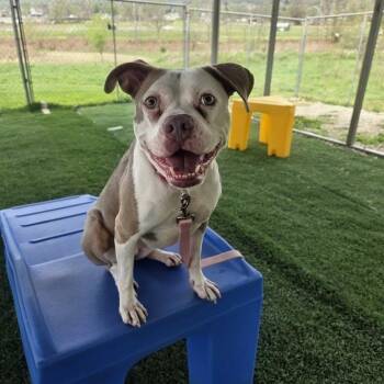 Bunni -  Mixed Breed Dog for Adoption in Moundsville, West Virginia - Bunni | PetCurious