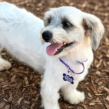 Charlotte -  Shih Tzu and Schnauzer Dog for Adoption in Boerne, Texas - Charlotte | PetCurious