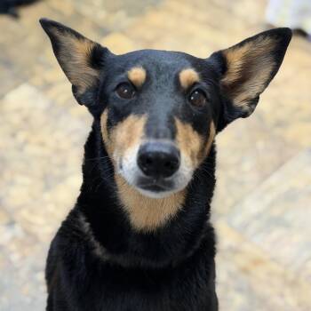 Shement -  Shepherd Dog for Adoption in Columbia, South Carolina - Shement | PetCurious