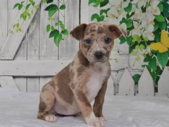 NORA -  Catahoula Leopard Dog and Mixed Breed Dog for Adoption in Oroville, California - NORA | PetCurious
