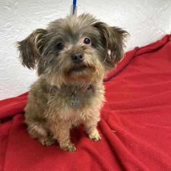 Maryland - Foster Home Needed -  Shorkie Dog for Adoption in Hartland, Wisconsin - Maryland - Foster Home Needed | PetCurious