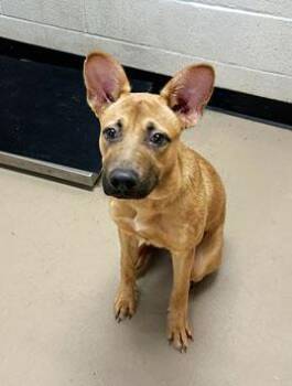 Jeremiah -  Mixed Breed Dog for Adoption in Nashville, Tennessee - Jeremiah | PetCurious