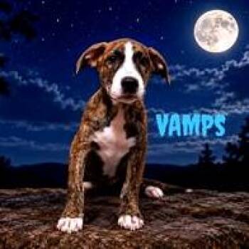 Vamps -  Mixed Breed Dog for Adoption in Joliet, Illinois - Vamps | PetCurious