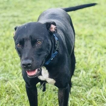 Rescue Mixed Breed Dogs for Adoption in Williston, Florida - Serena | PetCurious
