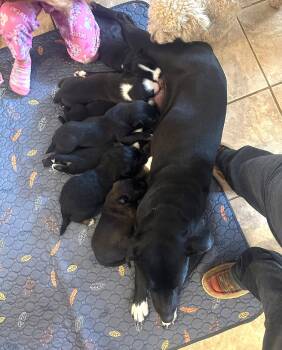 Labrador Retriever Dogs Available for Adoption - Lulu EG In MS | PetCurious