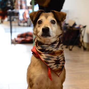 Lucy -  Mixed Breed Dog for Adoption in Los Angeles, California - Lucy | PetCurious