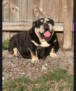 English Bulldog Dogs Available for Adoption - Sweetie  | PetCurious
