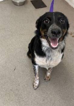 HAPPY -  Catahoula Leopard Dog and Australian Shepherd Dog for Adoption in San Bernardino, California - HAPPY | PetCurious