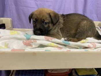 German Shepherd Dog and Mixed Breed Dogs Available for Adoption in Modesto, California - A609141 | PetCurious