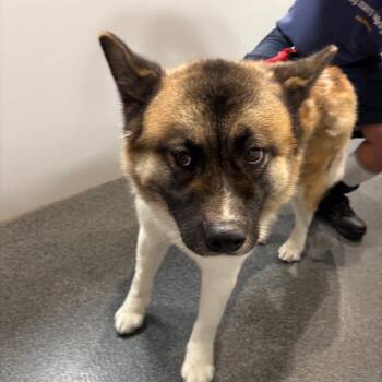Roomba -  Akita Dog for Adoption in Allentown, Pennsylvania - Roomba | PetCurious