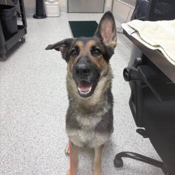 Tokyo -  German Shepherd Dog Dog for Adoption in Reno, Nevada - Tokyo | PetCurious