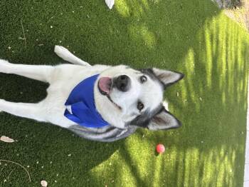 Rescue Siberian Husky Dogs for Adoption in North Miami Beach, Florida - Dean | PetCurious