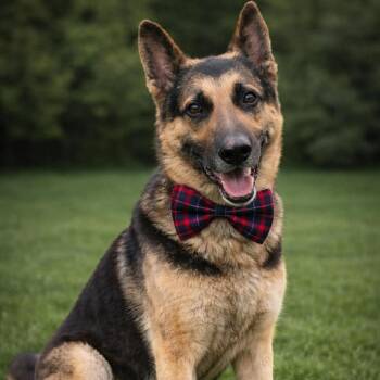German Shepherd Dog Dogs Available for Adoption in Lucas, Texas - GRANT GS | PetCurious