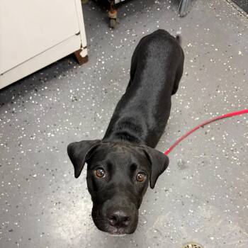 Pumpkinseed -  Mixed Breed Dog for Adoption in Columbiana, Alabama - Pumpkinseed | PetCurious