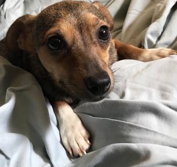 Rescue Chihuahua Dogs for Adoption in Lancaster, California - Stevie | PetCurious