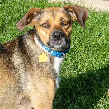 HARPER -  Beagle and German Shepherd Dog Dog for Adoption in St. Louis, Missouri - HARPER | PetCurious
