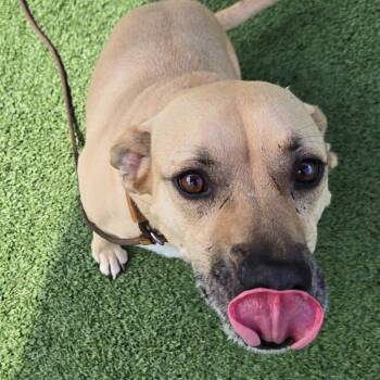 Benton -  Terrier Dog for Adoption in Chattanooga, Tennessee - Benton | PetCurious