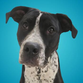 Rescue Mixed Breed Dogs for Adoption in Normal, Illinois - Westin | PetCurious