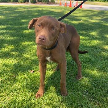 Cayenne -  Pit Bull Terrier Dog for Adoption in Valdosta, Georgia - Cayenne | PetCurious